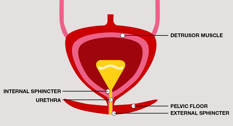 Diagram of a bladder, indicating the locations of the detrusor muscle, internal sphincter urethra, pelvic floor and external sphincter.