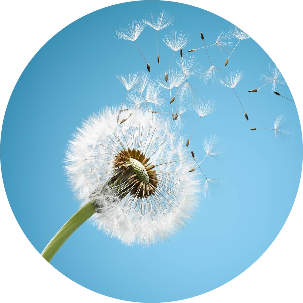 Shop for allergy and asthma relief, showing dandelion seeds blowing off the flower head