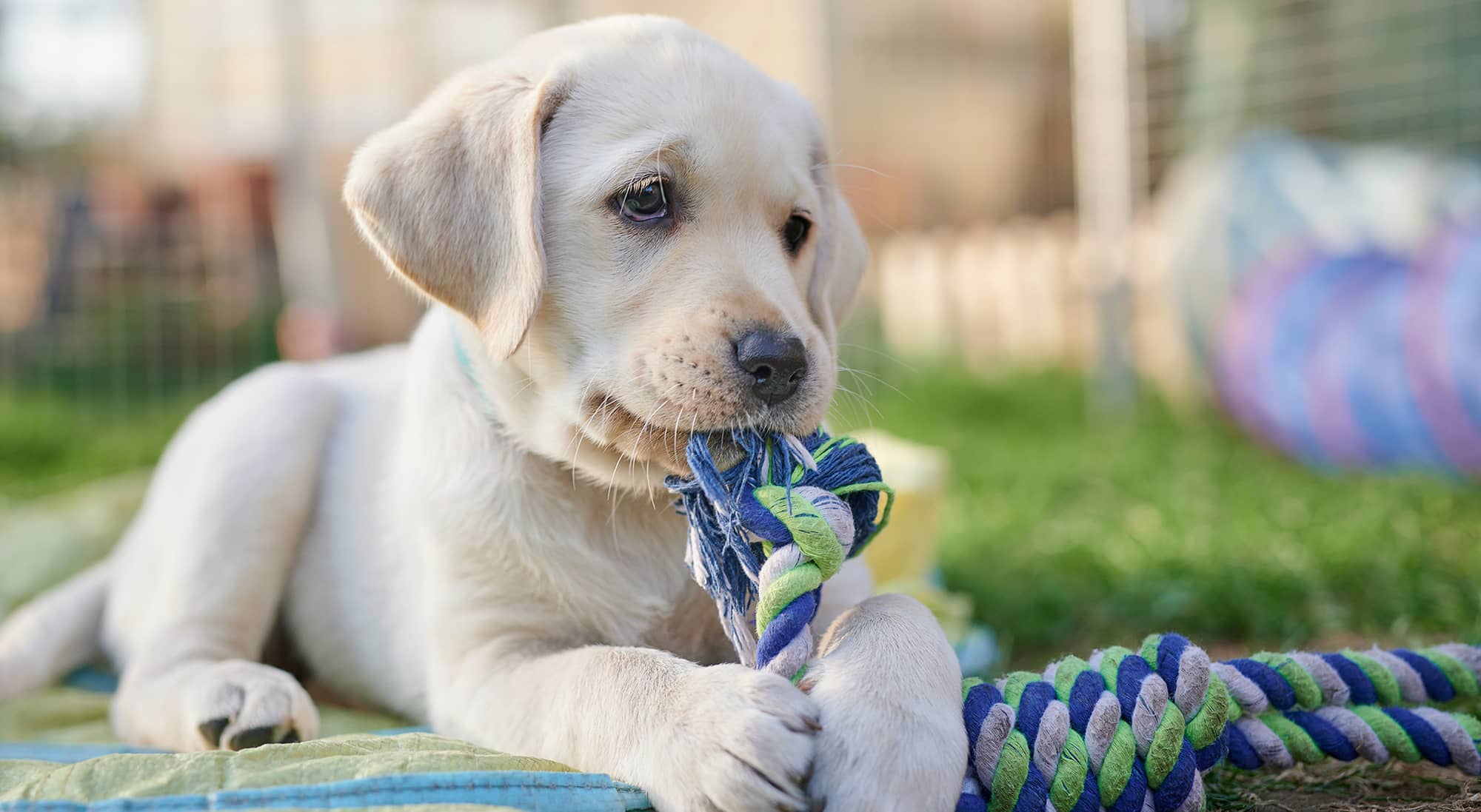 Does CVS Allow Dogs In 2022? (Pet Policy Explained)