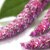 Amaranth Proteins
