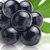Black Currant Seed Oil