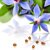 Borage Seed Oil