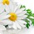 Chamomile Flower Extract