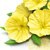 Evening Primrose Extract