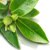 Green Tea Extract