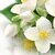 Jasmine Extract