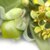 Jojoba Oil