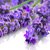Lavender Extract
