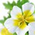 Meadowfoam Seed Oil