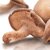 Mushroom Extract