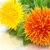 Safflower Seed Oil