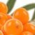 Sea Buckthorn Extract