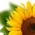Sunflower Oil