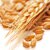 Wheat Protein