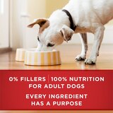 Purina ONE Wet Dog Food in Gravy, 3 Chicken & Rice, 3 Beef & Barley, 6 ct, thumbnail image