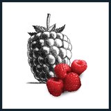 Talenti Roman Raspberry Mini Sorbetto Fruit Frozen Dessert, 6 CT, thumbnail image