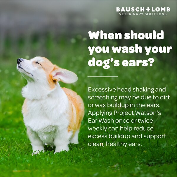 Ear Wash for Dogs by Project Watson, Hydrogen Peroxide & Fragrance Free, 4 Fl Oz