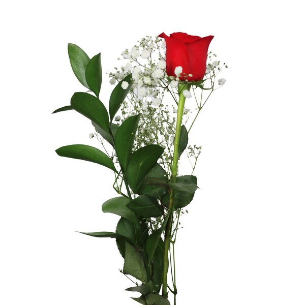 Single Stem Fresh Rose with Baby's Breath