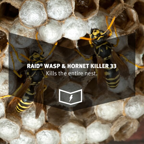 Raid, Wasp & Hornet Killer Spray, 14 oz