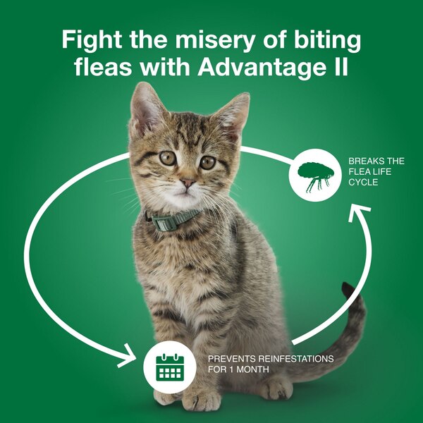 Advantage II Small Cat Flea & Tick Treatment, 2 ct