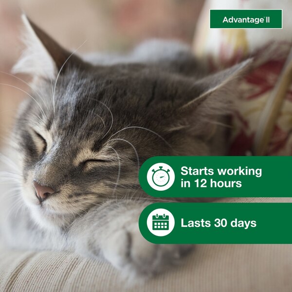 Advantage II Small Cat Flea & Tick Treatment, 2 ct