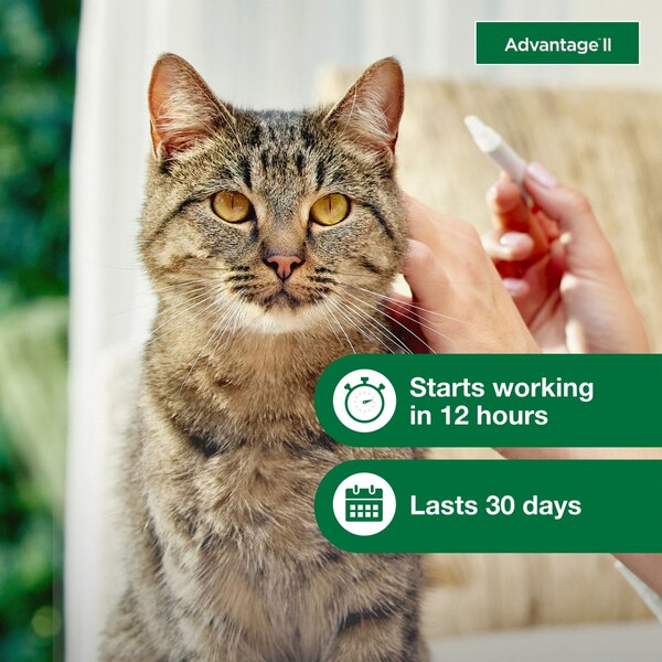 Advantage II Large Cat Flea & Tick Treatment, 2 ct