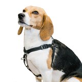 Premier Pet No Pull Step-In Harness, Black, Small, thumbnail image