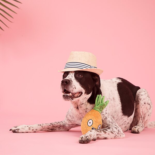 BARK Penny the Pineapple Dog Toy