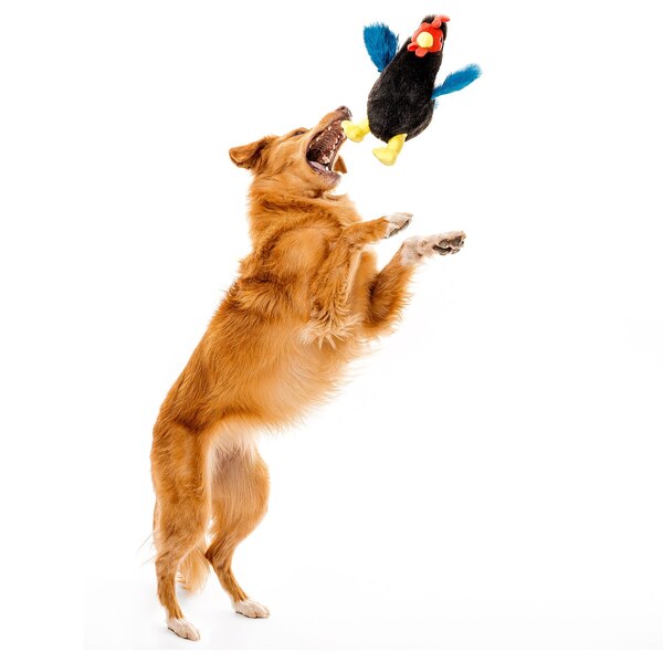Playology Clucking Plush Chicken Dog Toy, 10.2 x 7 in