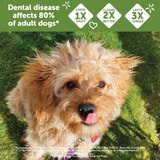 WHIMZEES by Wellness Natural Grain Free Long Lasting Dental Dog Treats, Daily Use Packs, Small Brushzees, 14ct, thumbnail image