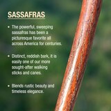 DMI Brazos 55" Free Form Sassafras Walking Stick, thumbnail image