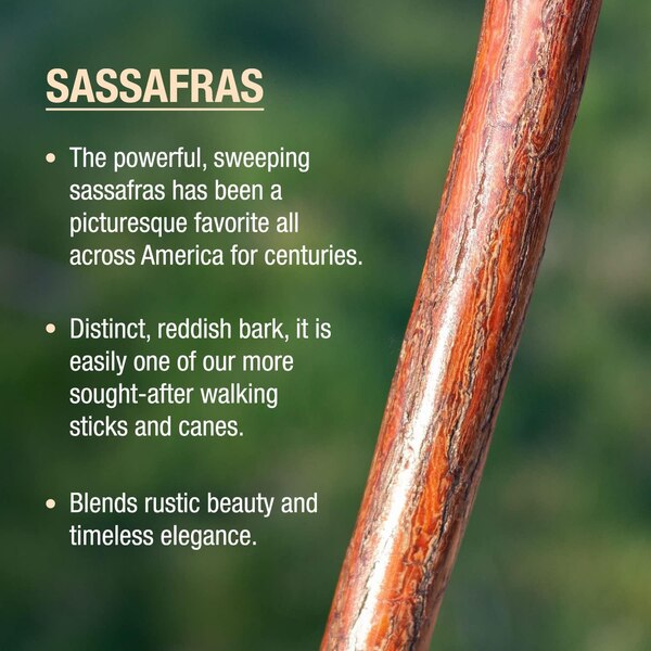 DMI Brazos 55" Free Form Sassafras Walking Stick