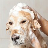 Wahl Oatmeal Pet Shampoo, 24oz, thumbnail image 3 of 3