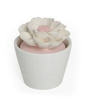 BLUZEN Succulents Pot Aroma Stone Set (5mL Lavender Oil Included)