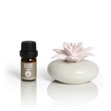 BLUZEN Poinsetta Succulent Aroma Stone & Jasmine Oil Set, thumbnail image 1 of 5