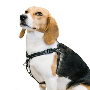 Dog leash cvs hot sale