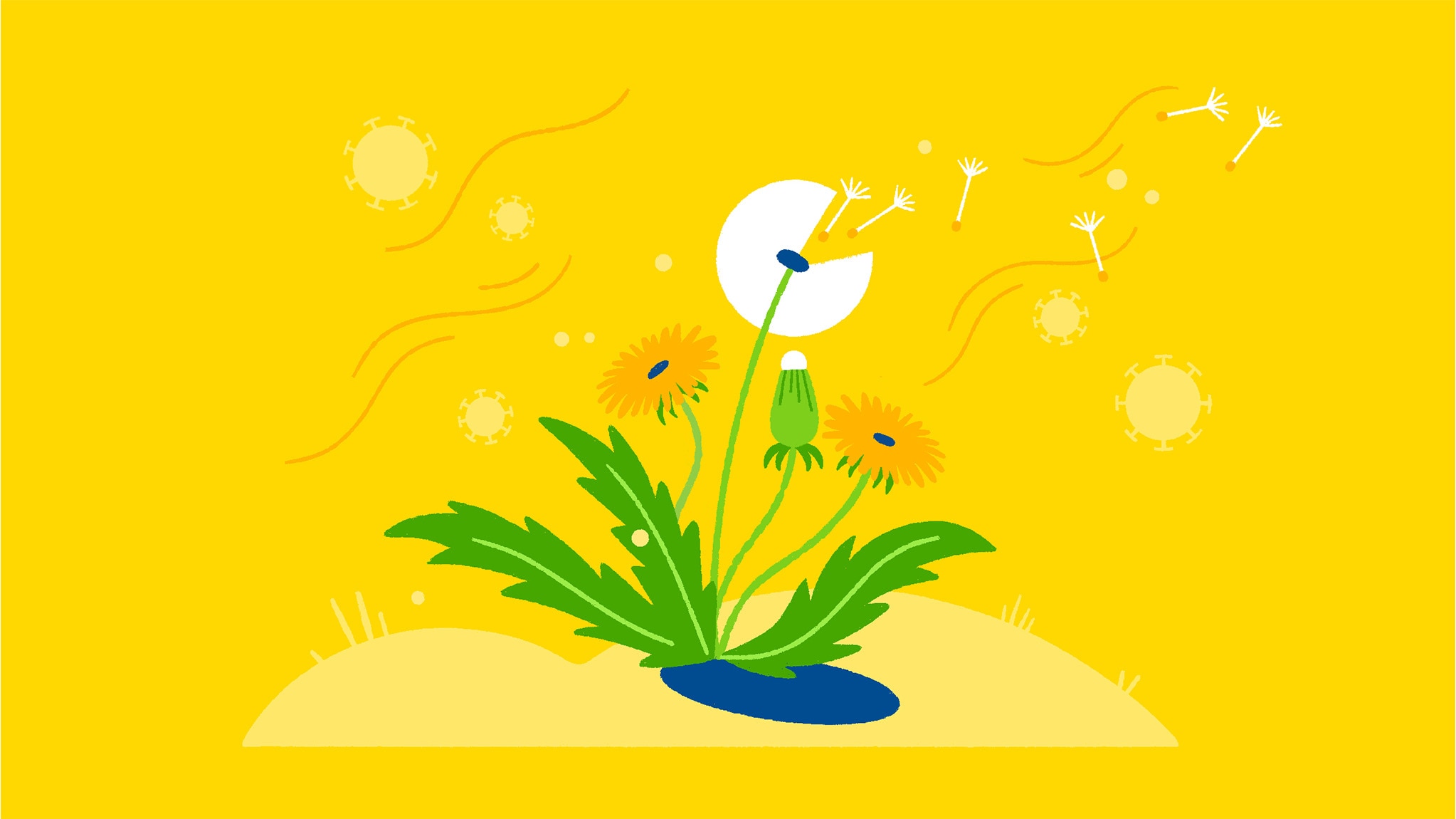 A dandelion with seeds dispersing in the wind.