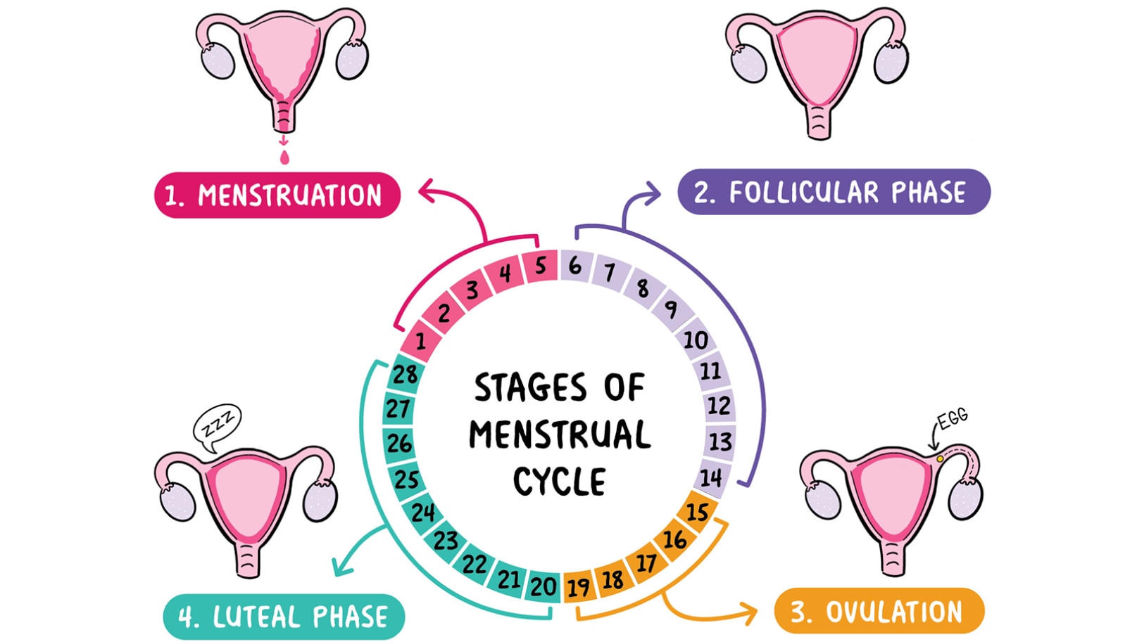 Ladies menstrual store cycle